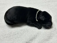 Black Female - White Collar, a female Labrador Retriever for sale in Dickinson, TX – 2 of 9