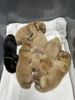 Yellow Male - Yellow Collar, a male Labrador Retriever for sale in Dickinson, TX – 4 of 10