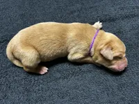 Yellow Female - Purple Collar , a female Labrador Retriever for sale in Dickinson, TX – 3 of 10