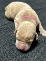Yellow Female - Pink Collar, a female Labrador Retriever for sale in Dickinson, TX – 4 of 10