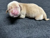 Yellow Male - Orange Collar , a male Labrador Retriever for sale in Dickinson, TX – 2 of 10