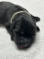 Black Female - White Collar, a female Labrador Retriever for sale in Dickinson, TX – 3 of 9