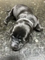 Black Female - White Collar, a female Labrador Retriever for sale in Dickinson, TX – 5 of 9