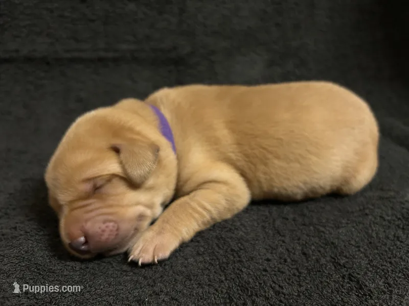 Yellow Female - Purple Collar  – Labrador Retriever puppy for sale in Dickinson, TX