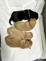 Yellow Female - Red Collar, a female Labrador Retriever for sale in Dickinson, TX – 5 of 10