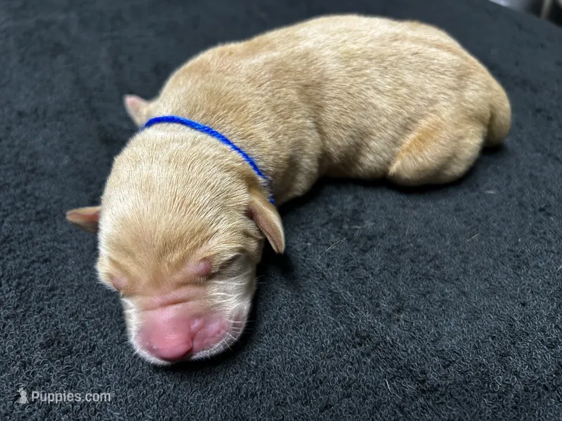 Yellow Male - Blue Collar – Labrador Retriever puppy for sale in Dickinson, TX