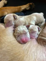 Yellow Female - Pink Collar, a female Labrador Retriever for sale in Dickinson, TX – 5 of 10