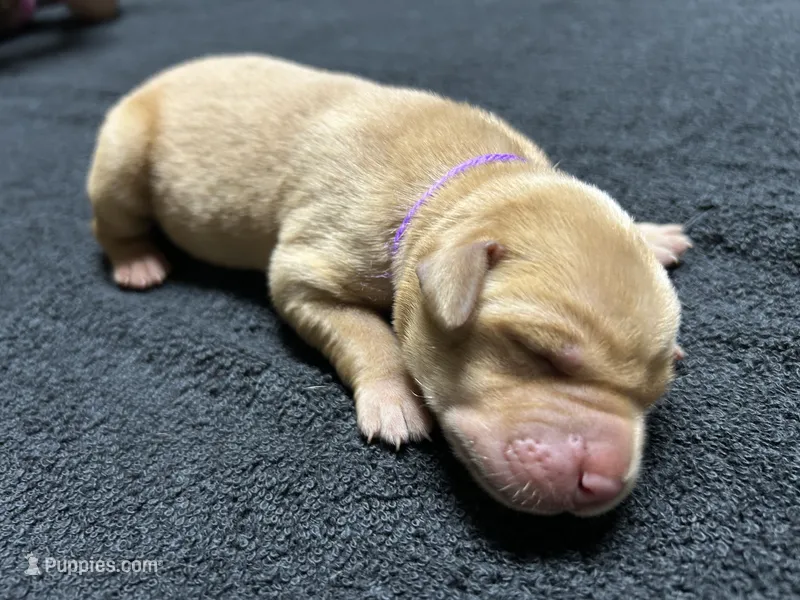 Yellow Female - Purple Collar  – Labrador Retriever puppy for sale in Dickinson, TX