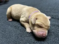Yellow Female - Purple Collar , a female Labrador Retriever for sale in Dickinson, TX – 1 of 10