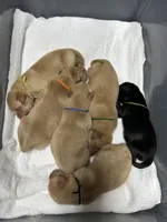 Yellow Male - Blue Collar, a male Labrador Retriever for sale in Dickinson, TX – 5 of 10