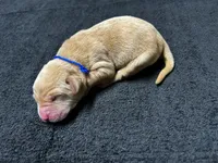 Yellow Male - Blue Collar, a male Labrador Retriever for sale in Dickinson, TX – 2 of 10
