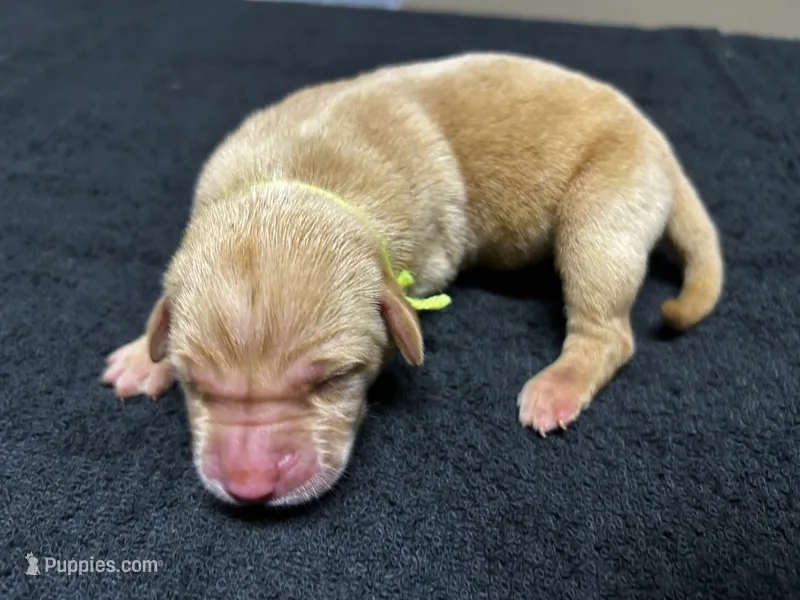 Yellow Male - Yellow Collar – Labrador Retriever puppy for sale in Dickinson, TX