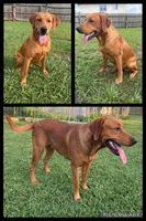 Yellow Female - Purple Collar , a female Labrador Retriever for sale in Dickinson, TX – 9 of 10