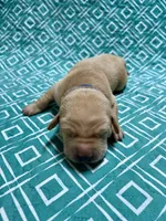 Yellow Male - Blue Collar, a male Labrador Retriever for sale in Dickinson, TX – 4 of 6