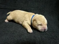 Yellow Male - Blue Collar, a male Labrador Retriever for sale in Dickinson, TX – 2 of 6