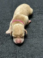 Yellow Female - Pink Collar, a female Labrador Retriever for sale in Dickinson, TX – 3 of 10
