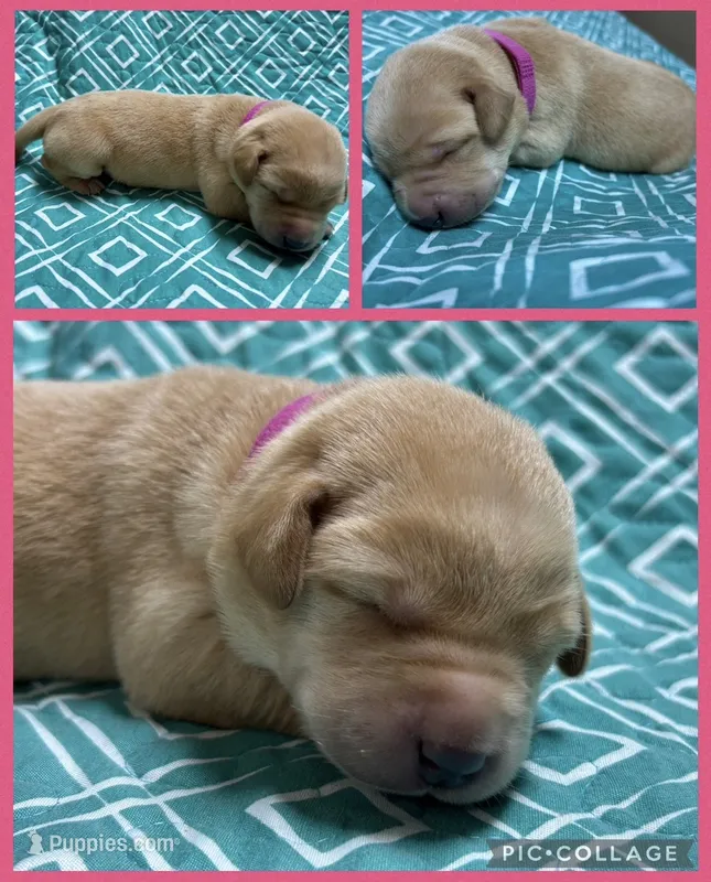 Yellow Female - Pink Collar – Labrador Retriever puppy for sale in Dickinson, TX