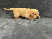 AKC American - Yellow Female, a female Labrador Retriever for sale in Dickinson, TX – 4 of 9