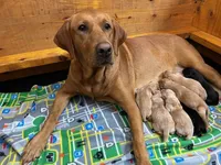 AKC American - Yellow Female, a female Labrador Retriever for sale in Dickinson, TX – 6 of 9