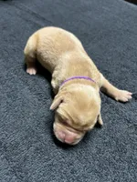 Yellow Female - Purple Collar , a female Labrador Retriever for sale in Dickinson, TX – 2 of 10