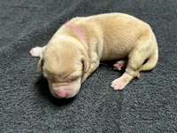 Yellow Female - Pink Collar, a female Labrador Retriever for sale in Dickinson, TX – 2 of 10