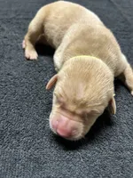Yellow Male - Yellow Collar, a male Labrador Retriever for sale in Dickinson, TX – 3 of 10