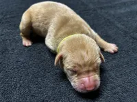 Yellow Male - Yellow Collar, a male Labrador Retriever for sale in Dickinson, TX – 2 of 10