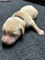 Yellow Male - Black Collar, a male Labrador Retriever for sale in Dickinson, TX – 2 of 10