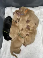 Yellow Male - Orange Collar , a male Labrador Retriever for sale in Dickinson, TX – 4 of 10