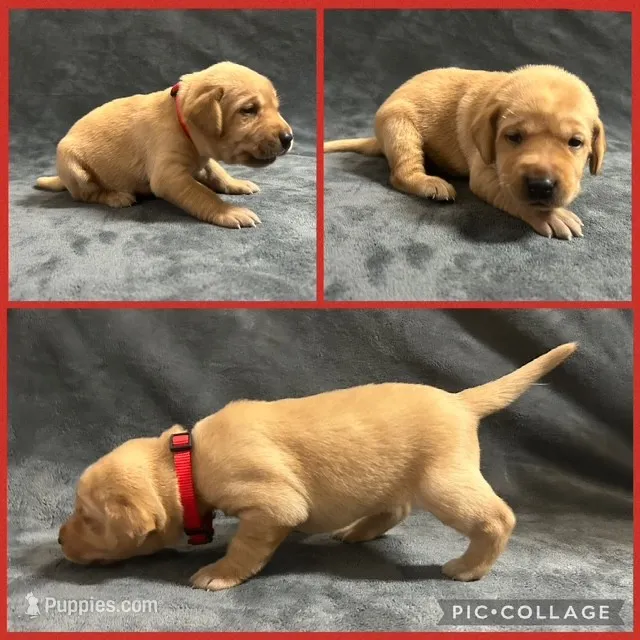 Yellow Female - Red Collar – Labrador Retriever puppy for sale in Dickinson, TX