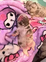Minnie Moo, a female French Bulldog for sale in Kenner, LA – 5 of 8