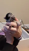 Stormy , a female French Bulldog for sale in Kenner, LA – 2 of 4