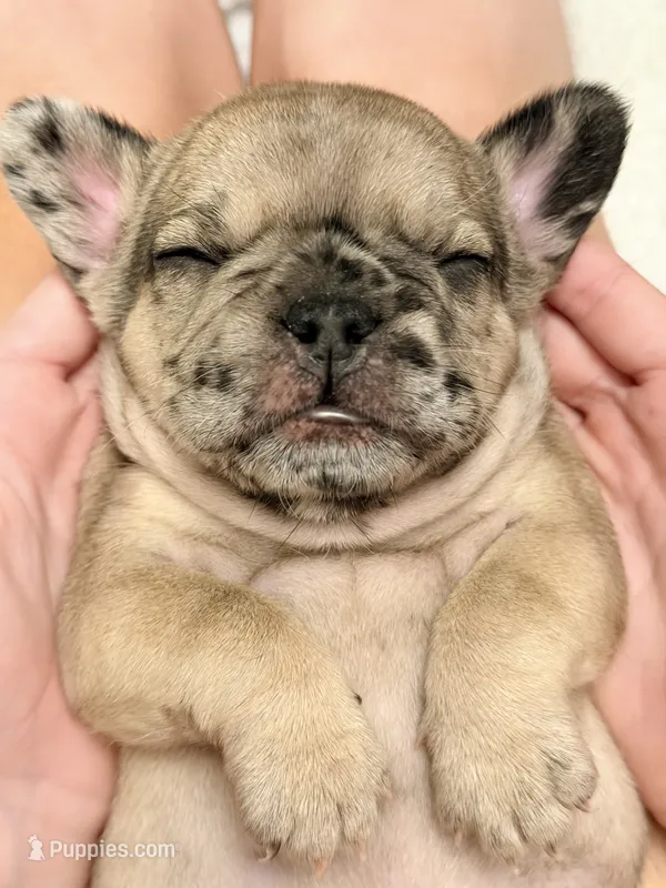 Mochi  – French Bulldog puppy for sale in Kenner, LA
