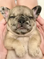 Mochi , a male French Bulldog for sale in Kenner, LA – 1 of 7