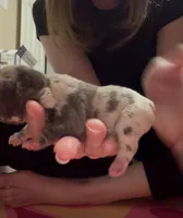 Minnie Moo, a female French Bulldog for sale in Kenner, LA – 4 of 8