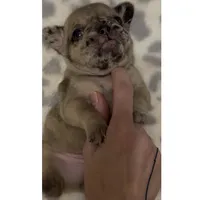 Mochi , a male French Bulldog for sale in Kenner, LA – 7 of 7