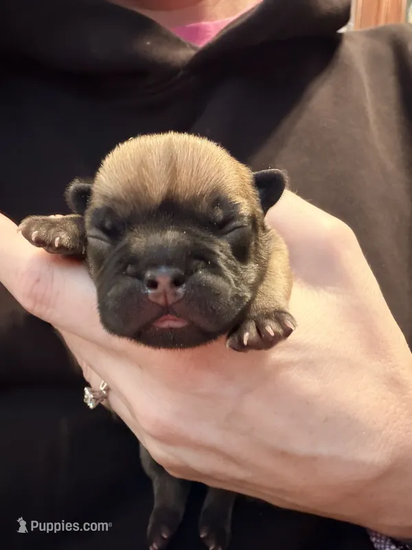 Luna  – French Bulldog puppy for sale in Kenner, LA