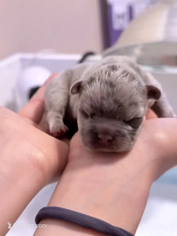 Milo  – French Bulldog puppy for sale in Kenner, LA