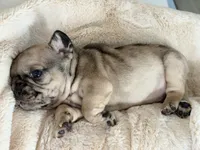 Mochi , a male French Bulldog for sale in Kenner, LA – 4 of 7