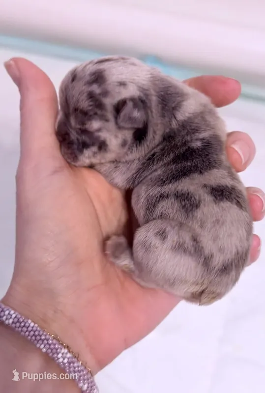 Milo  – French Bulldog puppy for sale in Kenner, LA