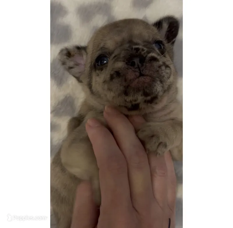 Mochi  – French Bulldog puppy for sale in Kenner, LA