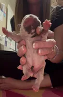 Minnie Moo, a female French Bulldog for sale in Kenner, LA – 7 of 8