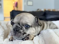 Mochi , a male French Bulldog for sale in Kenner, LA – 2 of 7