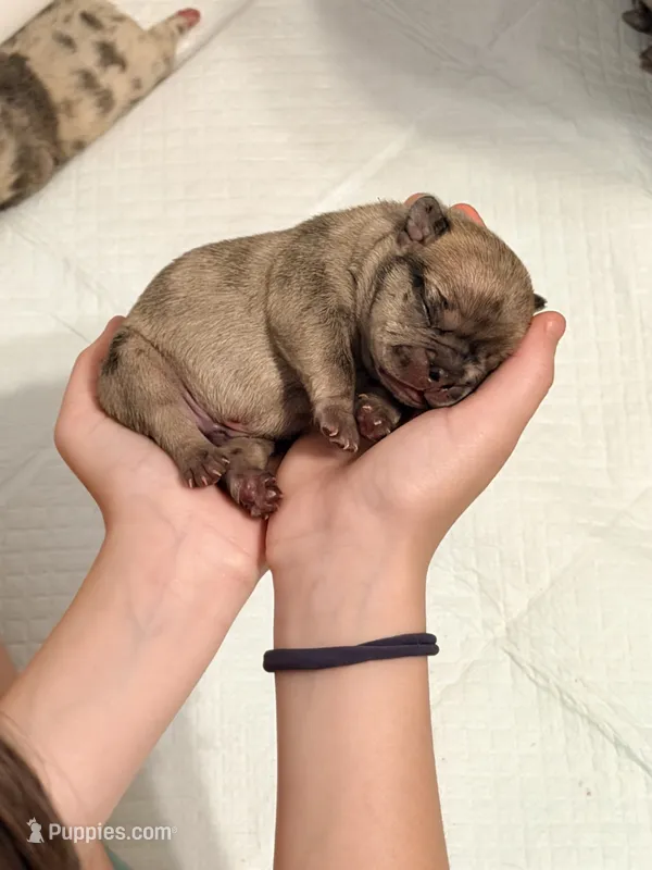 Mochi  – French Bulldog puppy for sale in Kenner, LA