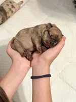 Mochi , a male French Bulldog for sale in Kenner, LA – 1 of 1