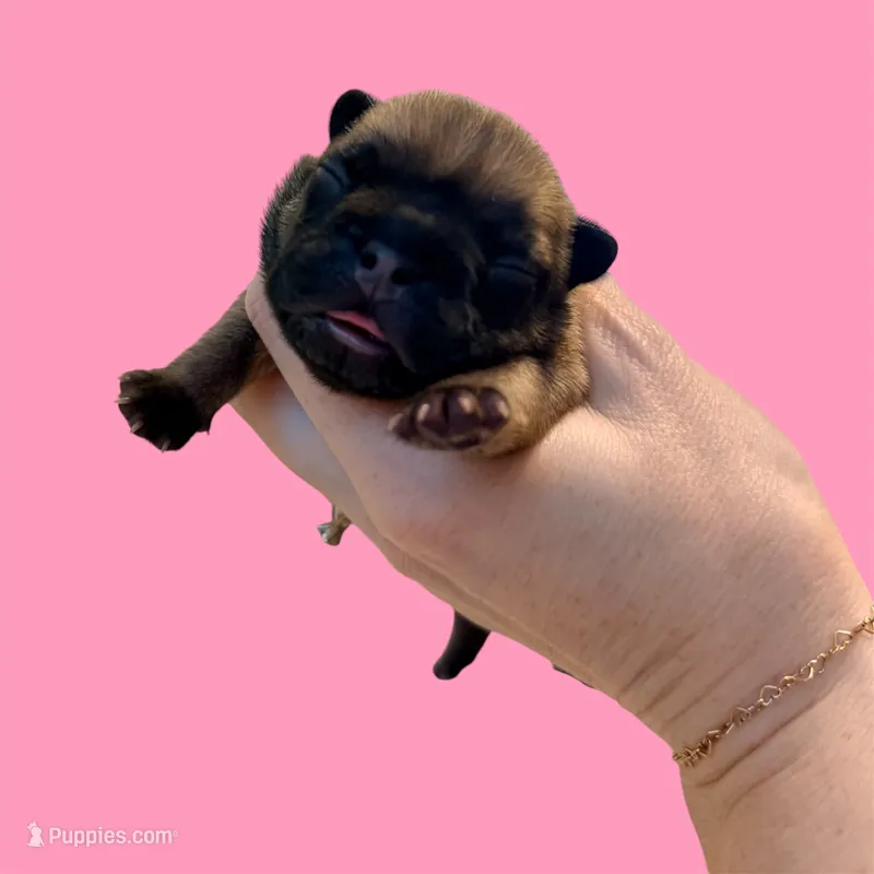 Luna  – French Bulldog puppy for sale in Kenner, LA