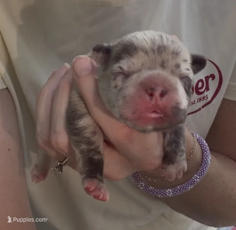 Minnie Moo – French Bulldog puppy for sale in Kenner, LA