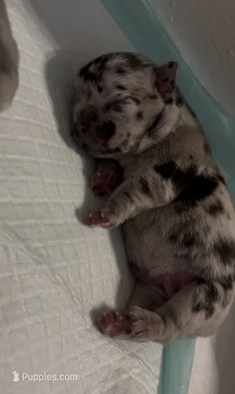Sage  – French Bulldog puppy for sale in Kenner, LA