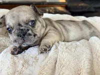 Mochi , a male French Bulldog for sale in Kenner, LA – 3 of 7
