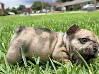 Mochi , a male French Bulldog for sale in Kenner, LA – 5 of 7